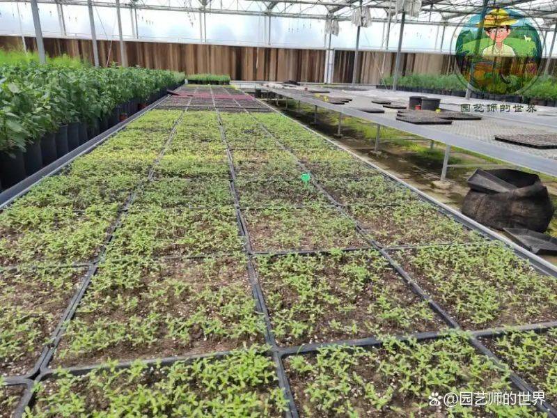 植物种植意向图