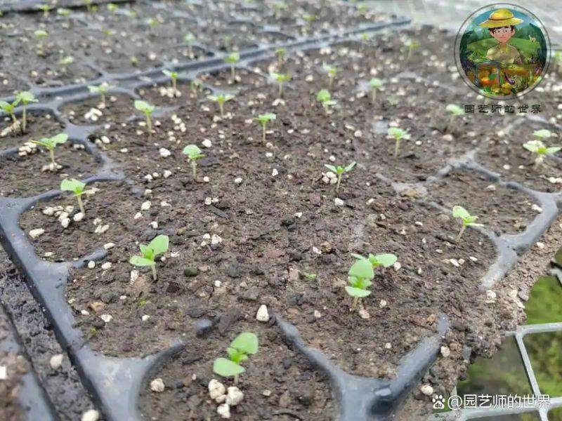 植物种植意向图