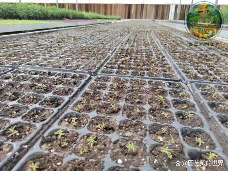植物种植意向图