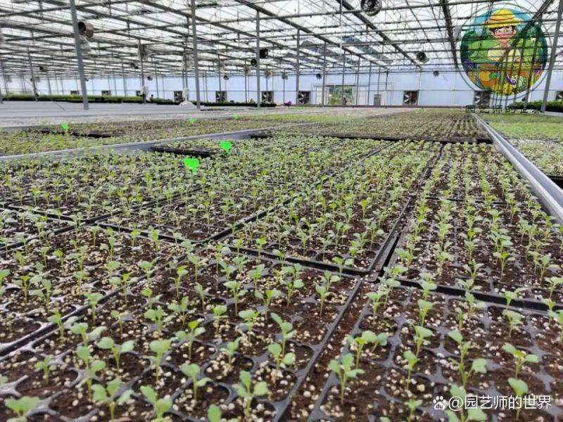 植物种植意向图