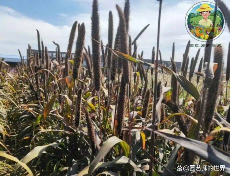 植物种植意向图
