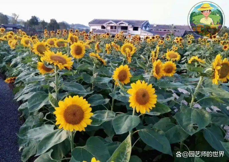 植物种植意向图