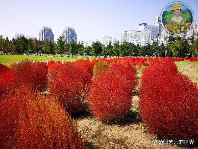 植物种植意向图