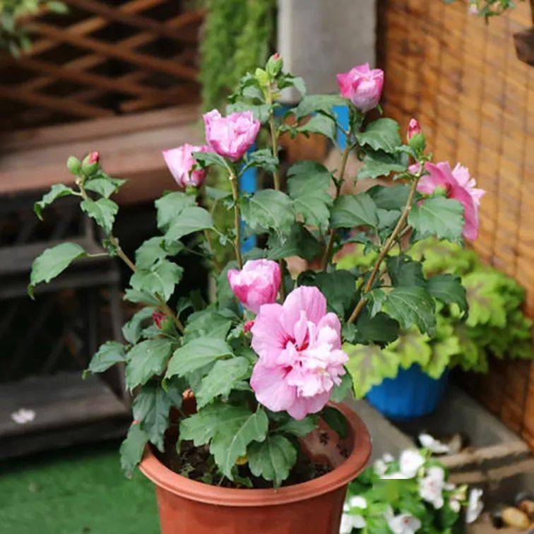 名贵花草种植方法