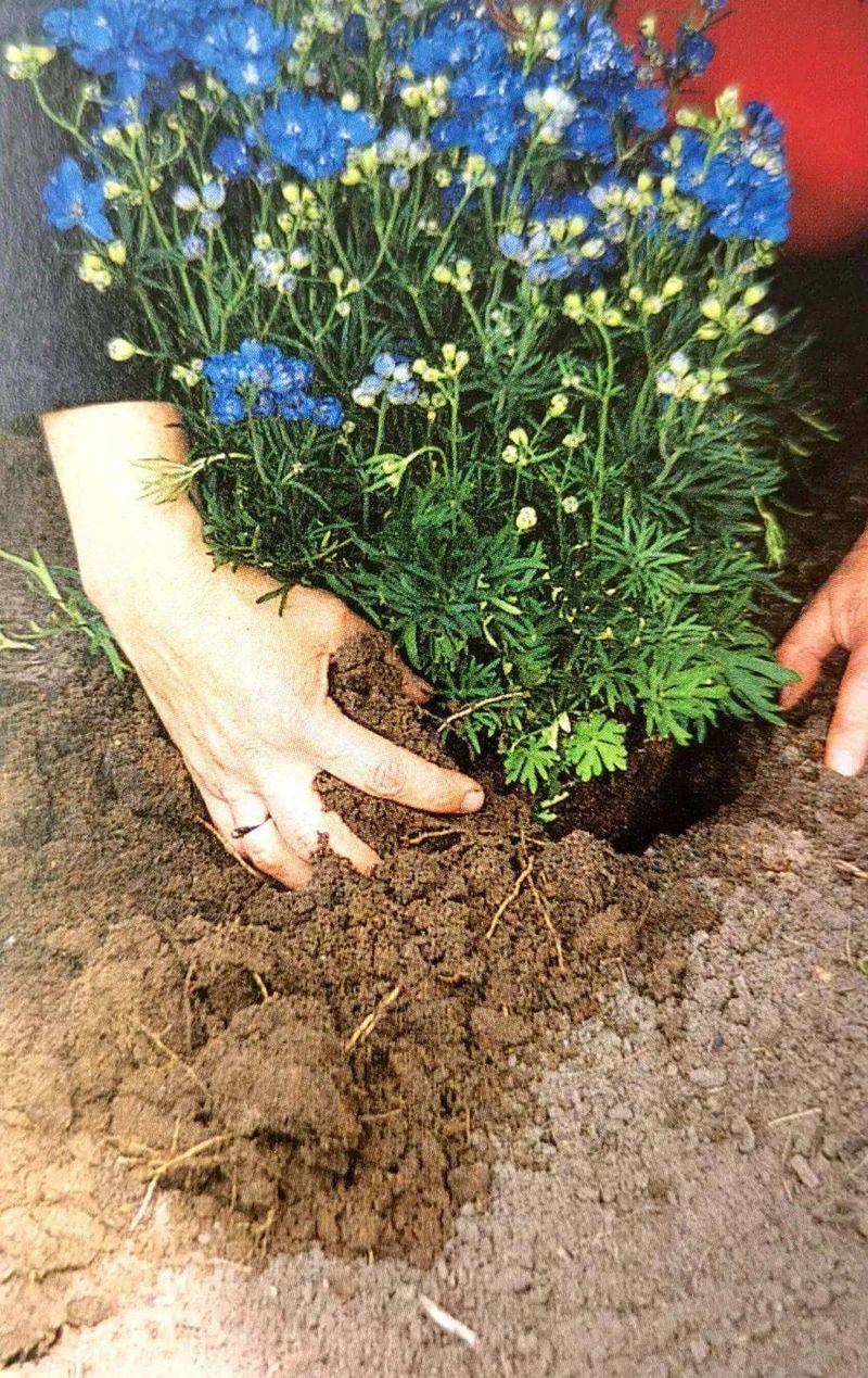 名贵花草种植方法