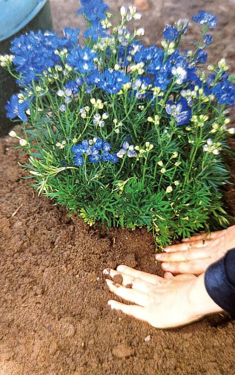 名贵花草种植方法