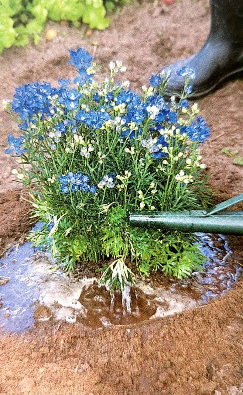 名贵花草种植方法
