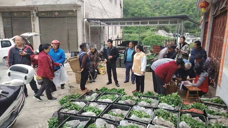 辣椒苗的种植方法