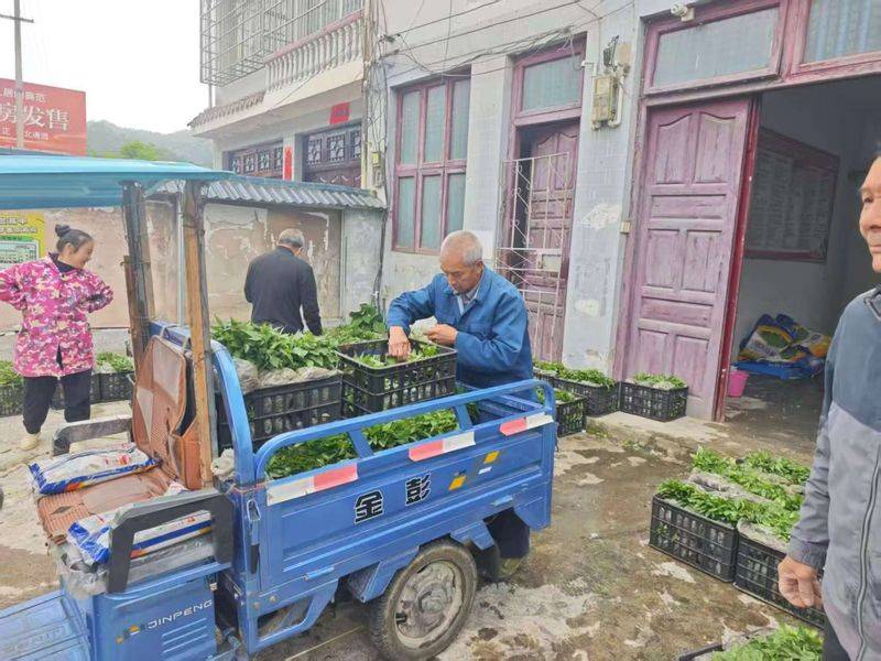 辣椒苗的种植方法