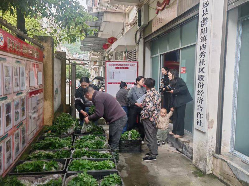 辣椒苗的种植方法
