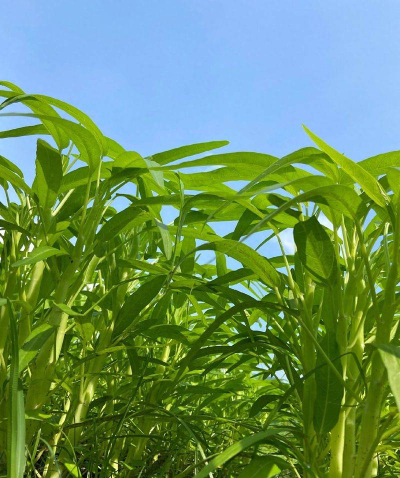 大白菜种植时间和方法