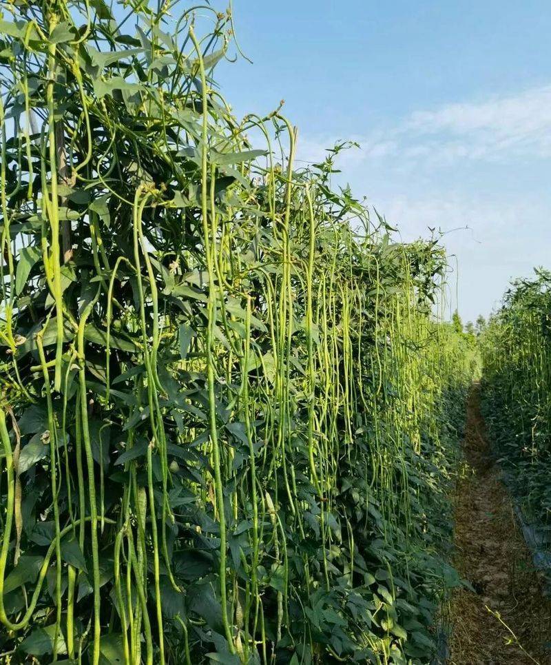 大白菜种植时间和方法