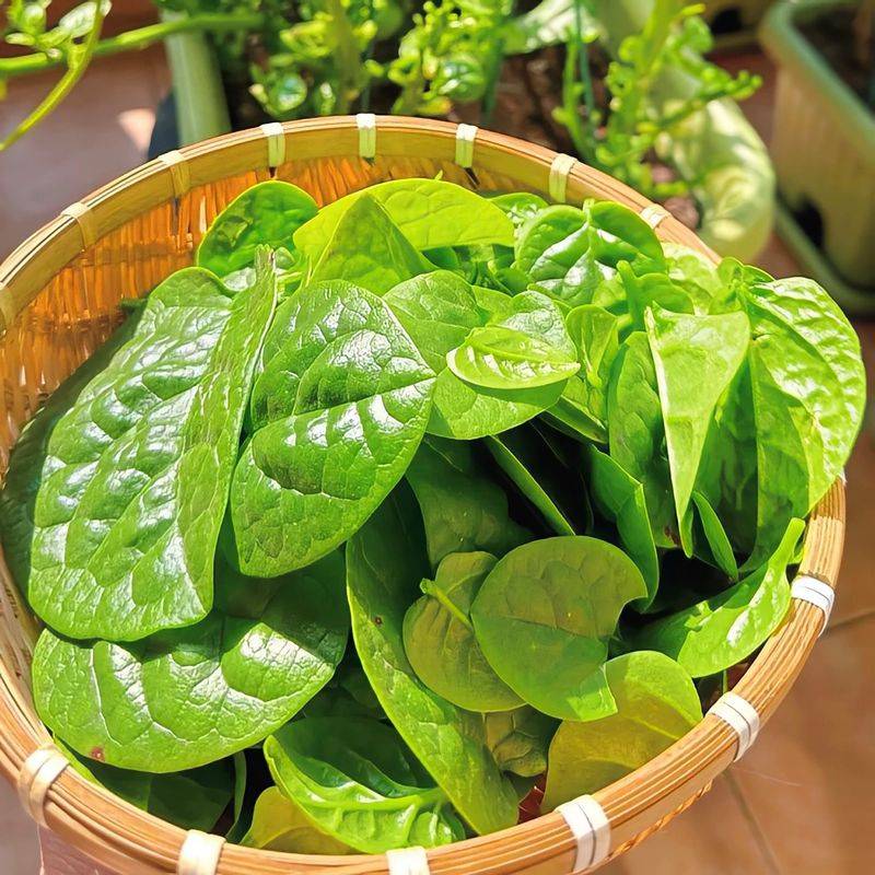 大白菜种植时间和方法