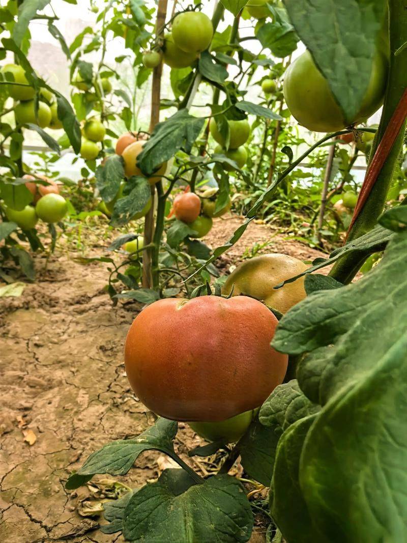 大白菜种植时间和方法