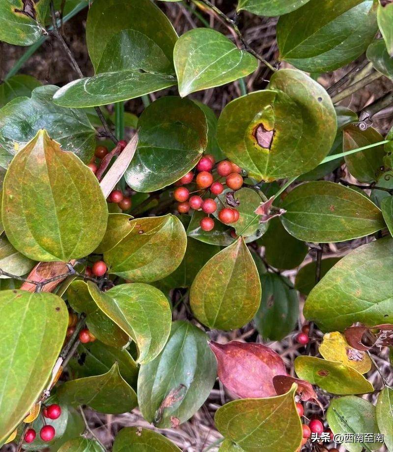 土茯苓种植方法图片