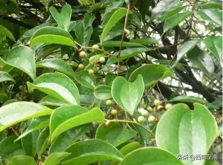 土茯苓种植方法图片