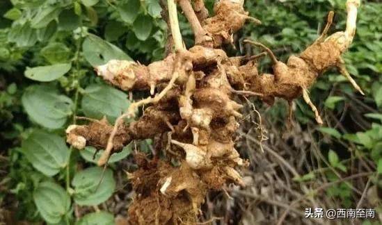 土茯苓种植方法图片