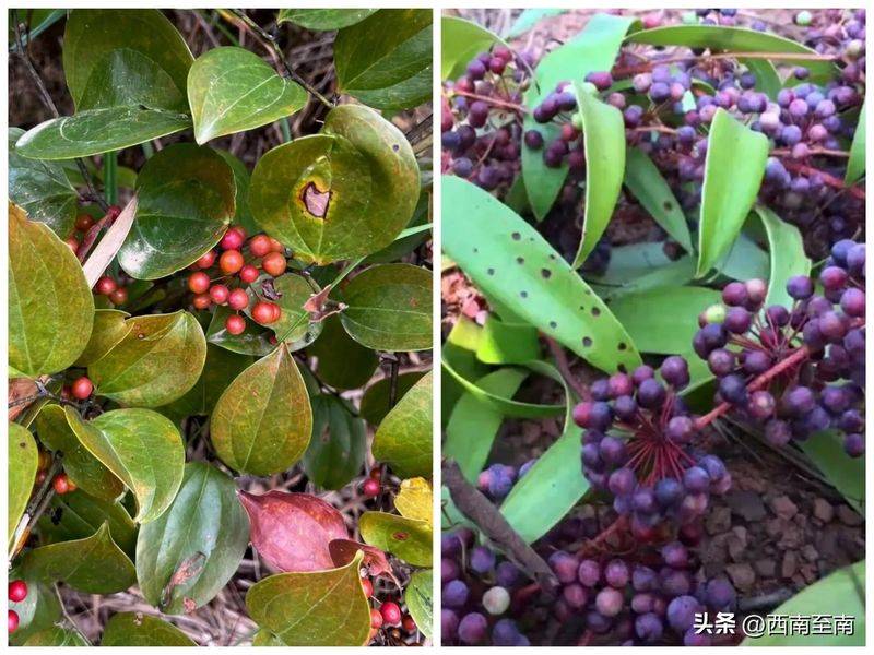 土茯苓种植方法图片