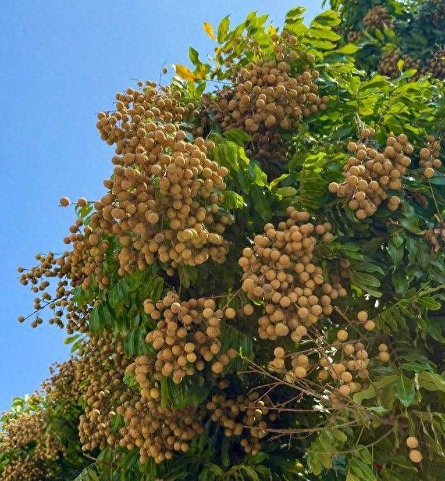北方*龙果种植方法视频