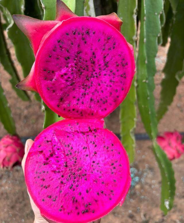 北方*龙果种植方法视频