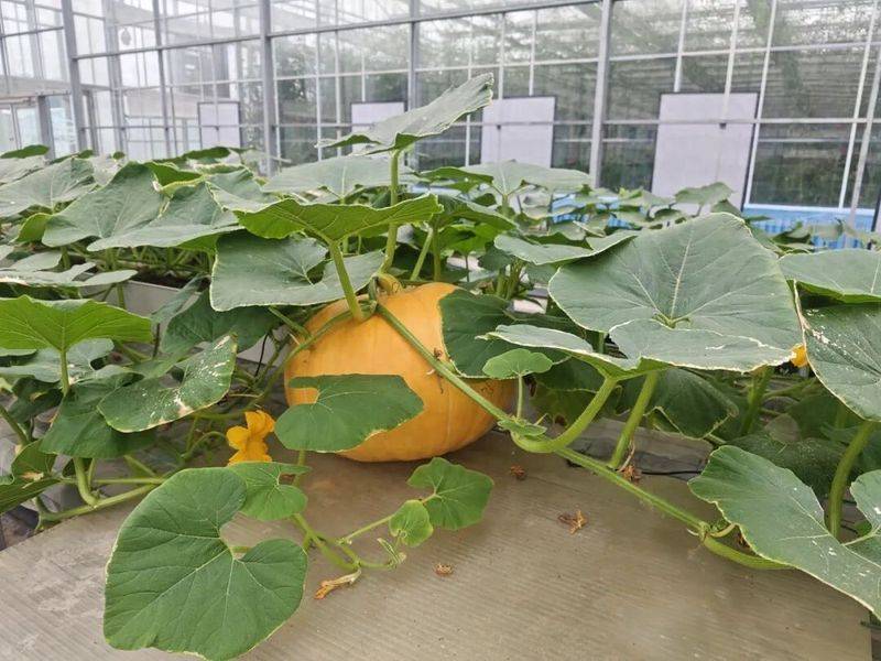 大棚种植蔬菜种类