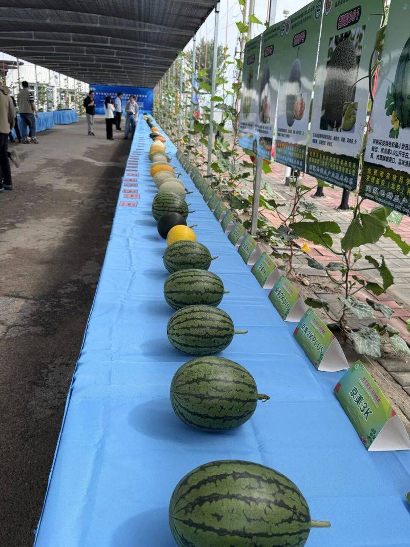 大棚种植蔬菜种类