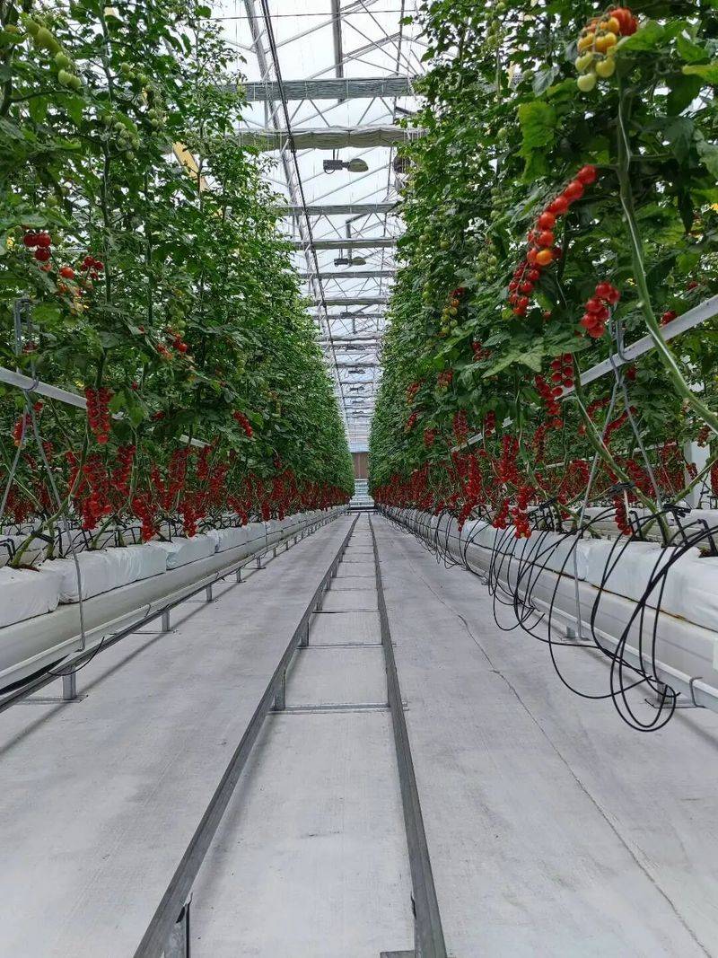 大棚种植蔬菜种类