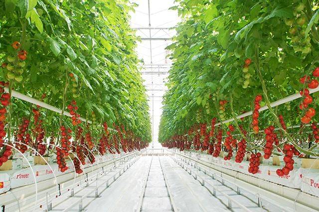 Vegetable types in large sheds