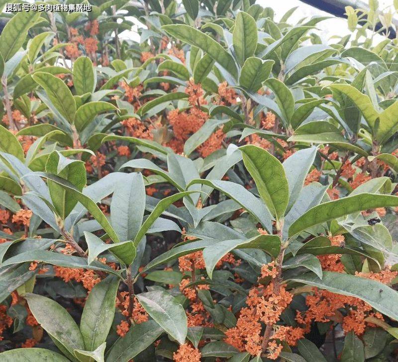 招财树的种植方法