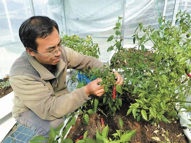 大棚种植蔬菜种类