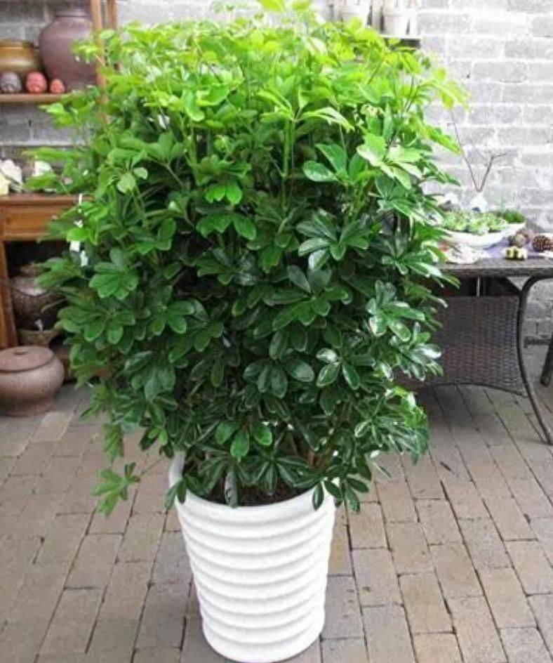 招财树的种植方法