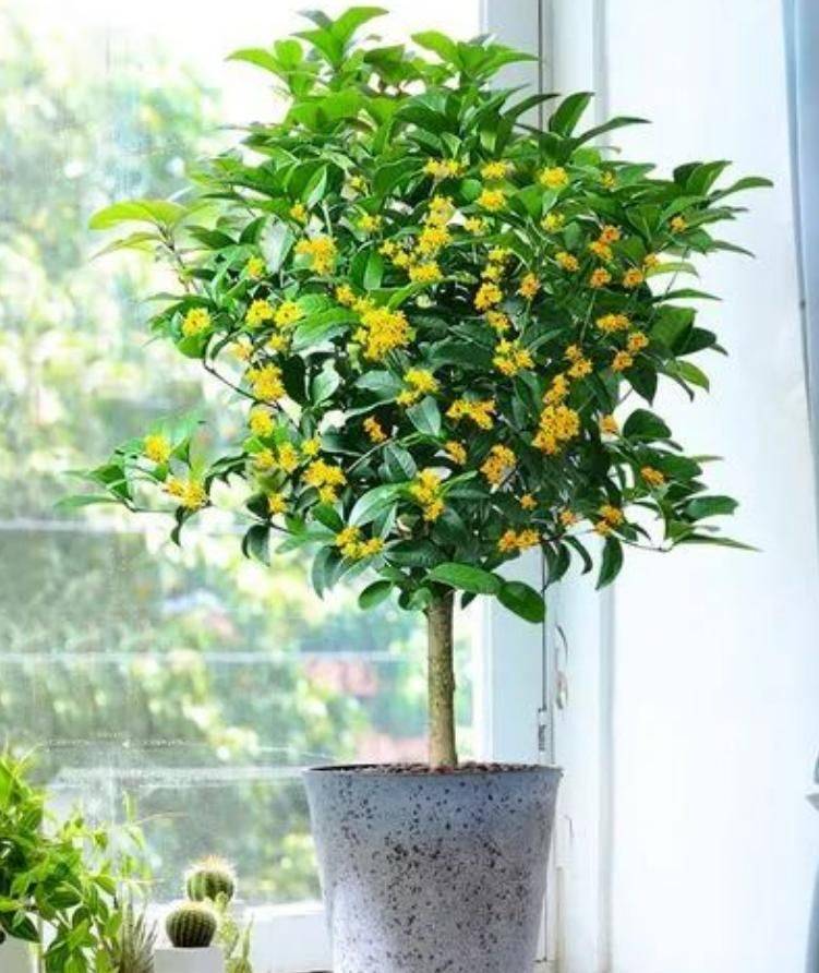 招财树的种植方法