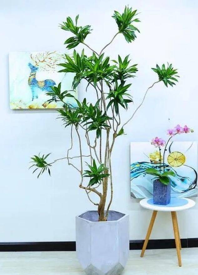 招财树的种植方法
