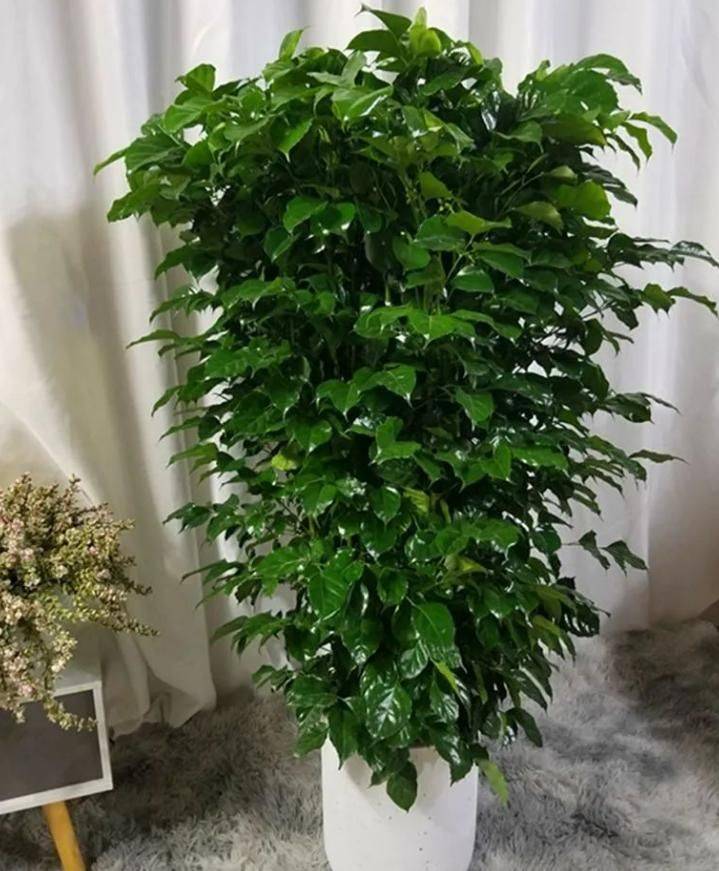 招财树的种植方法