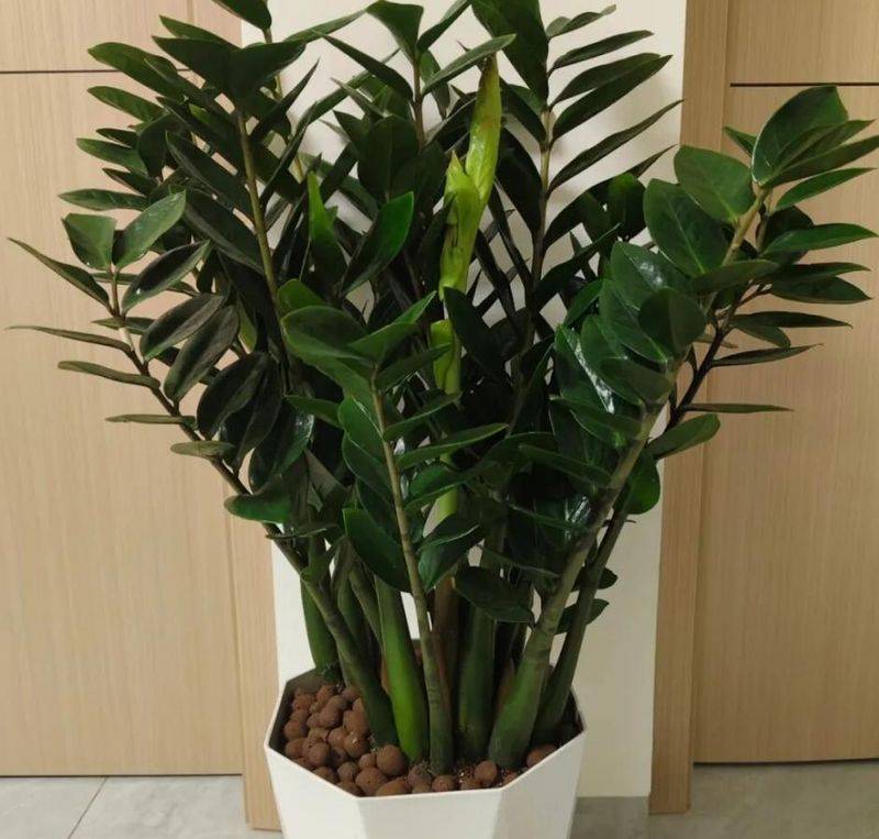 招财树的种植方法