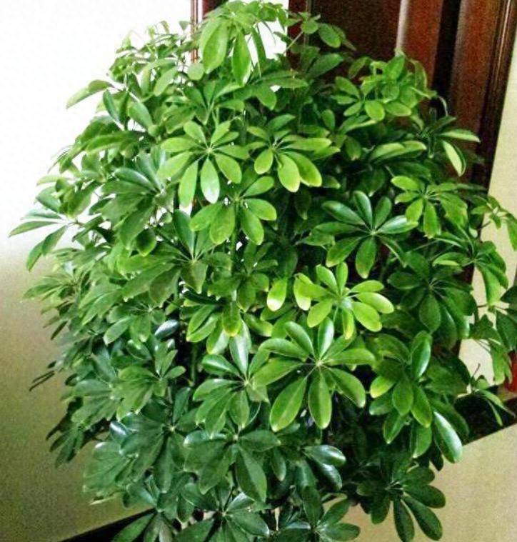 招财树的种植方法