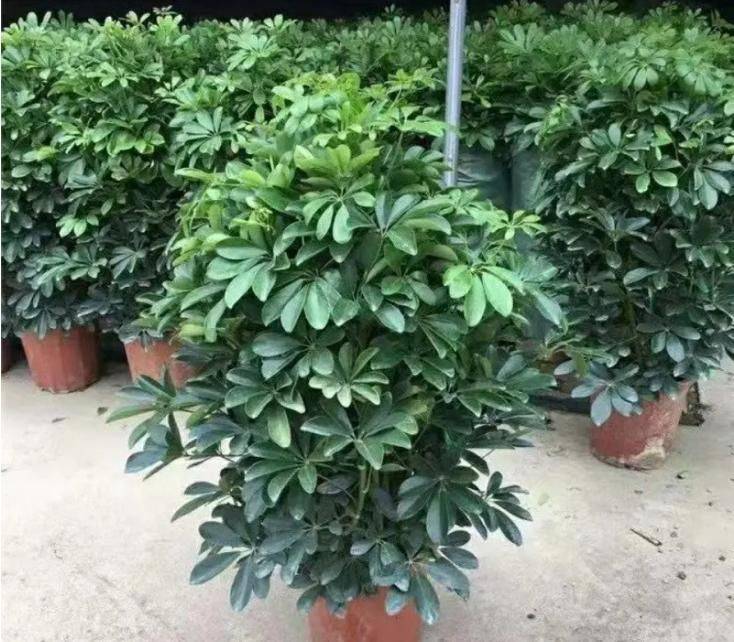 招财树的种植方法
