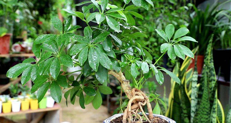 招财树的种植方法