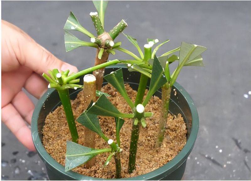 招财树的种植方法