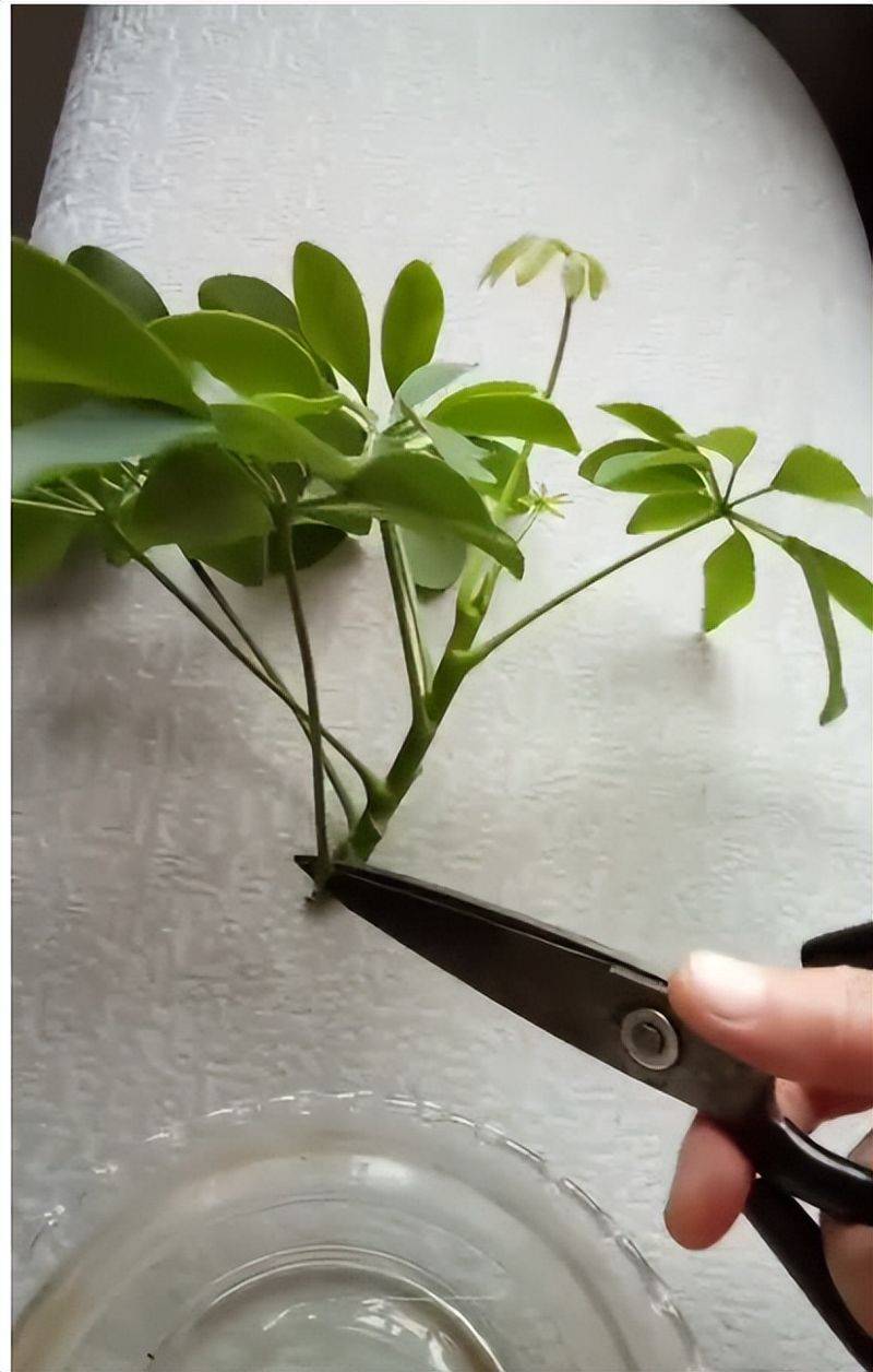 招财树的种植方法