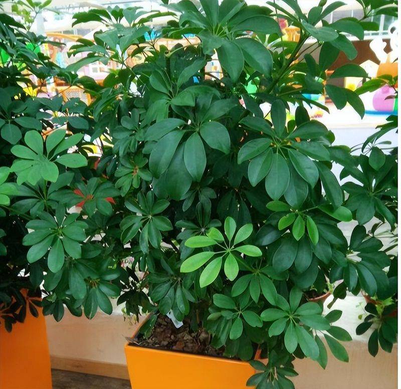 招财树的种植方法