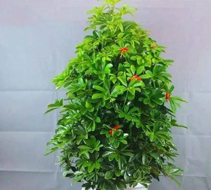 招财树的种植方法
