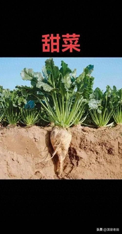 Beethead cultivation techniques