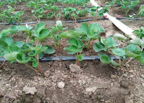 Strawberry planting techniques