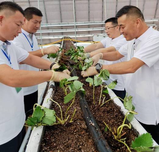 Strawberry planting techniques