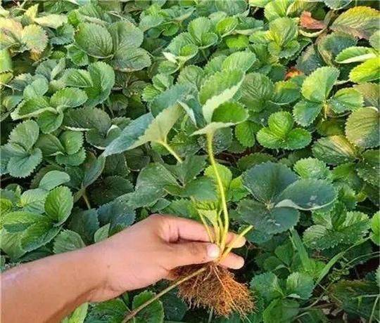 Strawberry planting techniques