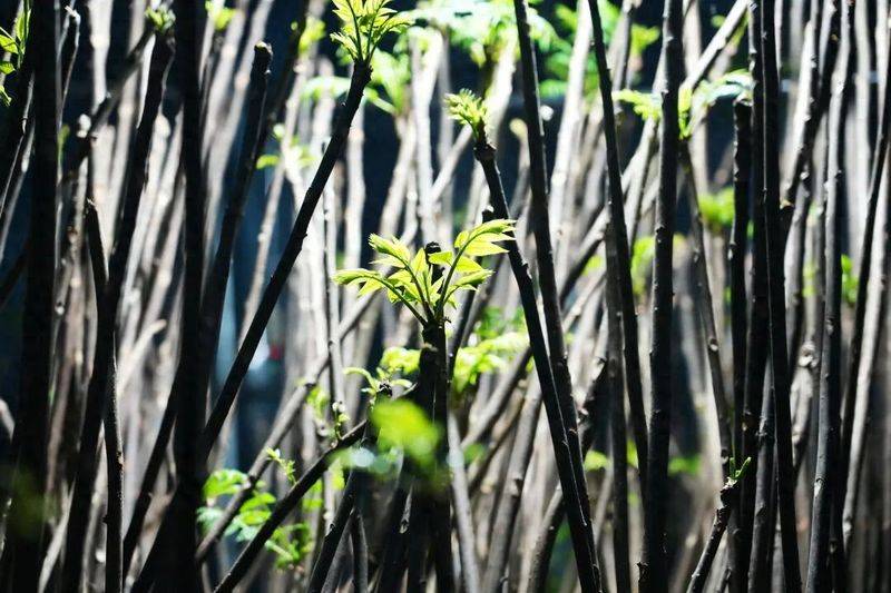 香椿种植技术视频