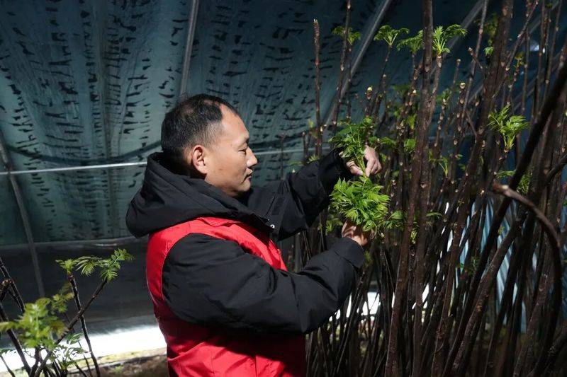 香椿种植技术视频