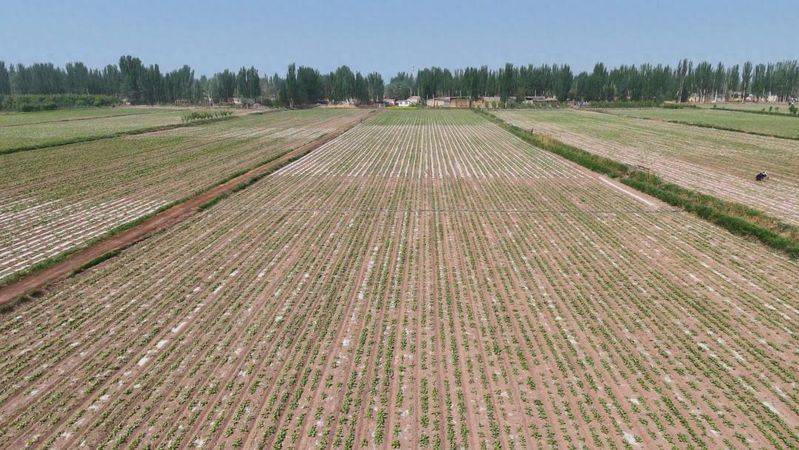Beethead cultivation techniques