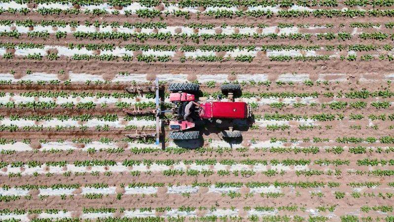 Beethead cultivation techniques